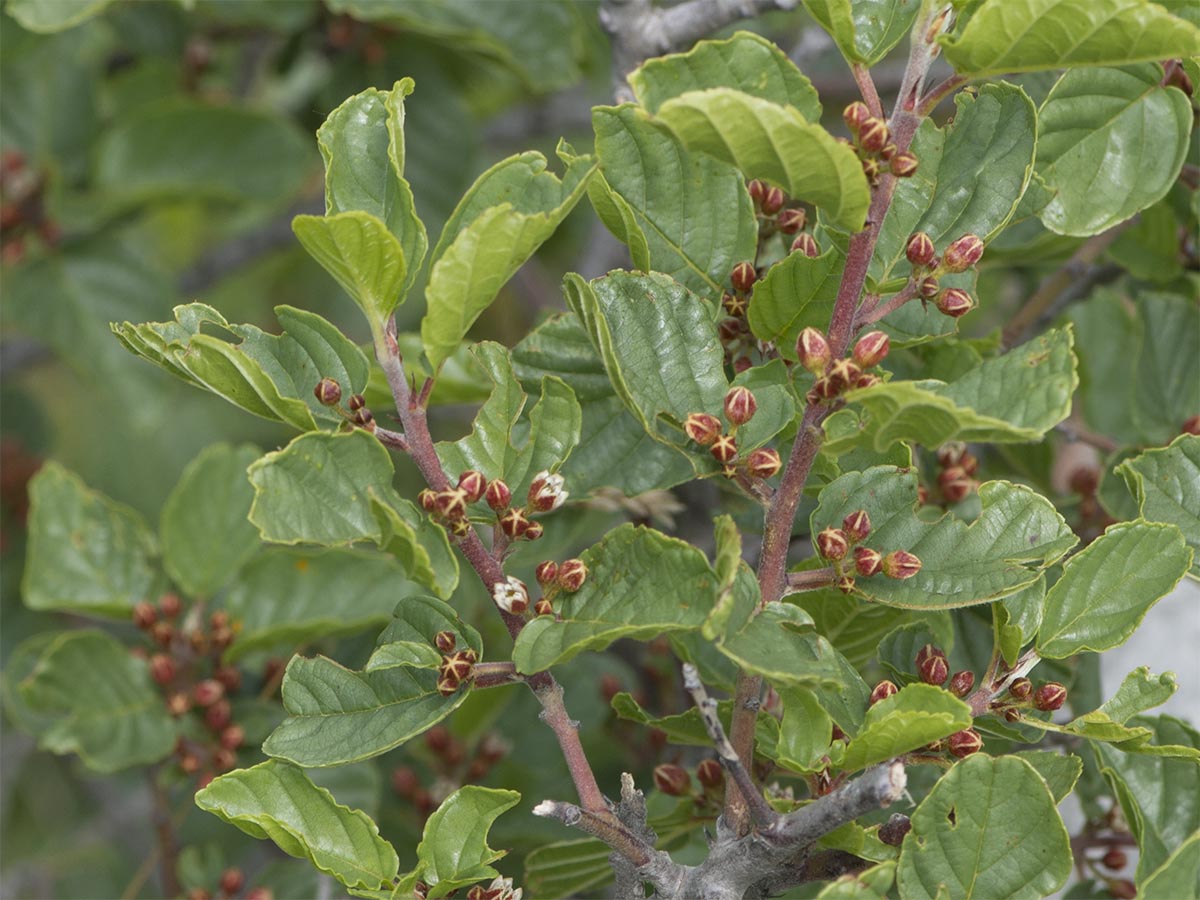 Frangula rupestris